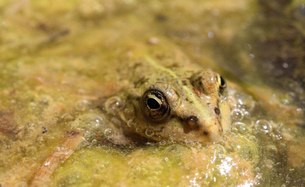 Picture 2. The edible frog lurking in a pond 