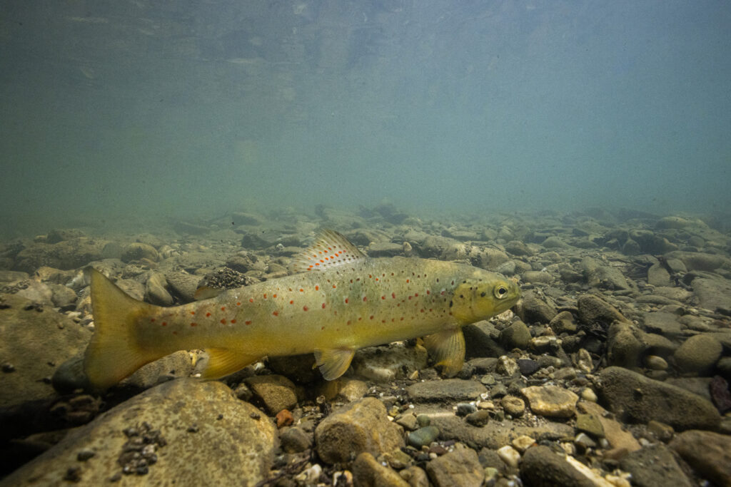 Picture 1. Adriatic brook trout in Neretva River (@Bruno D'Amici/TNC)